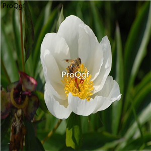 19.9usd Ngryise 10pcs A Set  Paeonia baishao Root