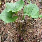 19.9usd Ngryise 500Pcs A Set Asarum sieboldii seed