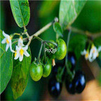 19.9usd Ngryise 500Pcs A Set Solanum nigrum seed