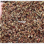 19.9usd Ngryise 500Pcs A Set Rubus mesogaeus seed