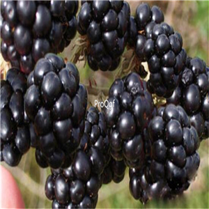 19.9usd Ngryise 500Pcs A Set Rubus mesogaeus seed