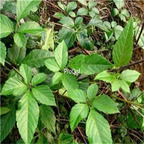 19.9usd Ngryise 500Pcs A Set  Cayratia japonica seed