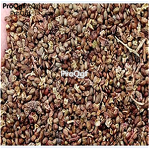 19.9usd Ngryise 500Pcs A Set  Cayratia japonica seed
