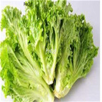 19.9usd Ngryise 6000Pcs A Set Russian lettuce seed