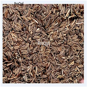 19.9usd Ngryise 6000Pcs A Set Russian lettuce seed