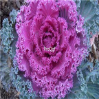 19.9usd Ngryise 6000Pcs A Set Russian purple lettuce seed