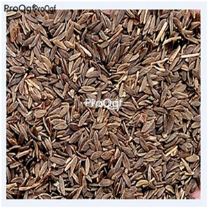 19.9usd Ngryise 6000Pcs A Set Russian purple lettuce seed