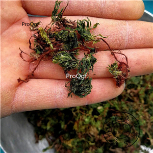 19.9usd Ngryise 200Gram A Set Rhodobryum roseum