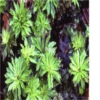 19.9usd Ngryise 500pcs A Set Rhodobryum roseum seed