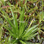 19.9usd Ngryise 500pcs A Set Eriocaulon buergerianum seed