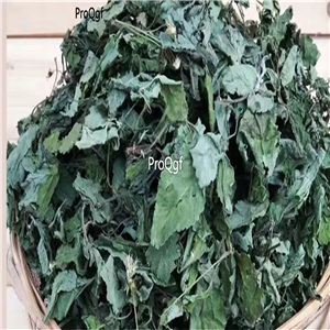 19.9usd dry leaf Ngryise 300Gram A Set Berberis soulieana