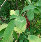 19.9usd Ngryise 300pcs A Set Berberis soulieana  seed