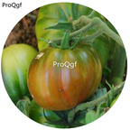 19.9usd Ngryise 6000Pcs A Set Black Sea Man Tomato  seed