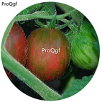 19.9usd Ngryise 6000Pcs A Set Black Zebra Cherry Tomato seed