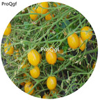 19.9usd Ngryise 6000Pcs A Set Blondkopfchen Tomato seed