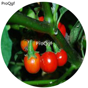 19.9usd Ngryise 6000Pcs A Set Cannibal's Tomato seed