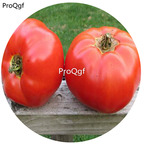 19.9usd Ngryise 6000Pcs A Set Ace 55 Tomato  seed