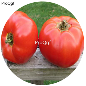 19.9usd Ngryise 6000Pcs A Set Ace 55 Tomato  seed