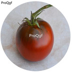 19.9USD Ngryise 6000Pcs A Set African Brown Tomato vegetable Seed