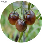 19.9usd Ngryise 6000Pcs A Set Amethyst Cream Tomato seed