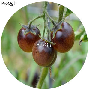 19.9usd Ngryise 6000Pcs A Set Amethyst Cream Tomato seed