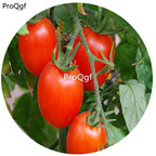 Ngryise 6000Pcs a set Amish Paste Tomato seed