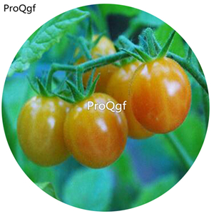 19.9usd 6000Pcs A Set Bi-Color Cherry Tomato Seed