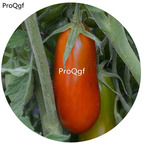 19.9usd ngryise 6000pcs Black Icicle Tomato seed
