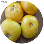 19.9usd Ngryise 6000Pcs A Set brandy wine yellow tomato seed