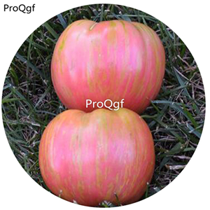 19.9usd Ngryise 6000Pcs A Set Berkeley Tie Dye Pink Tomato seed
