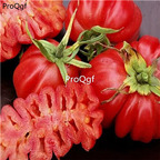 19.9usd Ngryise 6000Pcs A Set Zapotec ruffled tomato
