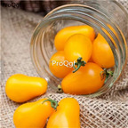 19.9usd Ngryise 6000Pcs A Set Yellow Pear shape tomato seed