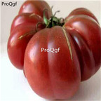 19.9usd ngryise 6000pcs Purple Calabash Tomato seed