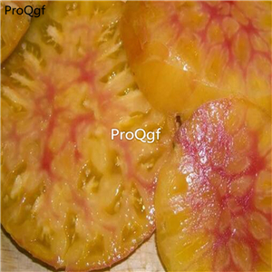 19.9usd ngryise 6000pcs Hawaiian Pineapple Tomato seed