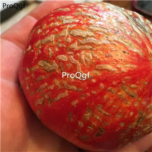 19.9usd Ngryise 6000Pcs A Set German Feurwerks Tomato seed