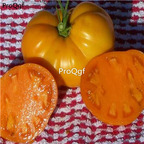 19.9usd Ngryise 6000Pcs A Set Golden Jubilee tomato seed