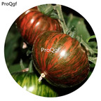 19.9usd Ngryise 6000Pcs A Set Chocolate Stripes Tomato  seed