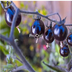 19.9usd Ngryise 6000Pcs A Set Indigo Rose Purple Cherry Tomato seed
