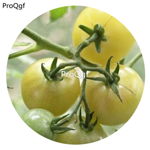 19.9usd Ngryise 6000Pcs A Set White Cherry Tomato  seed