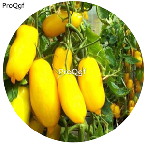 19.9usd Ngryise 6000Pcs A Set yellow color banana style tomato  seed