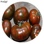 19.9usd Ngryise 6000Pcs A Set Chocolate Stripes Tomato seed