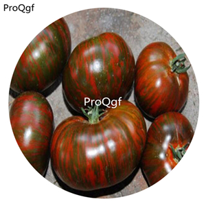 19.9usd Ngryise 6000Pcs A Set Chocolate Stripes Tomato seed