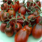 19.9usd Ngryise 6000Pcs A Set Black Moor tomato seed