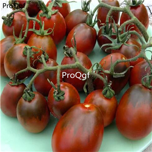19.9usd Ngryise 6000Pcs A Set Black Moor tomato seed