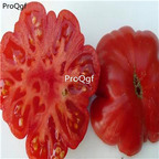 19.9usd Ngryise 6000Pcs A Set Costoluto Genovese tomato seed