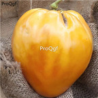19.9usd ngryise 6000pcs Orange Oxheart tomato seed