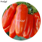 19.9usd ngryise 6000pcs San Marzano Tomato seed