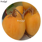 19.9usd ngryise 6000pcs Wapsipinicon Peach Heirloom Tomato seed
