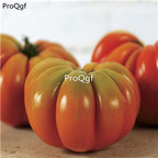 19.9usd ngryise 6000pcs a set Genuwine Hybrid Tomato