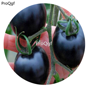 19.9usd ngryise 6000pcs ROSE Black Tomato seed